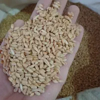 فروش گندم بومی امسالی