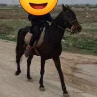 مادیان ۱۰سال یورقه