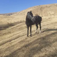 اسب|اسب و تجهیزات اسب‌سواری|سیلوانه, |دیوار