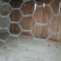 کفتر|پرنده|قم, مهر آباد|دیوار