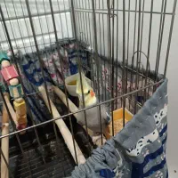 عروس هلندی باهوش