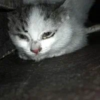 بچه گربه بازیگوش