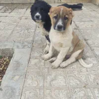 توله سگ قدرجونی|سگ|تیران, |دیوار