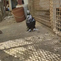 نر درشت و چاقچول|پرنده|قم, چهار مردان|دیوار