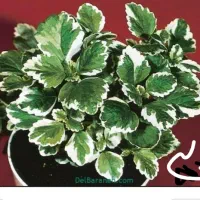 گل محمدی|آرایشی، بهداشتی، درمانی|بروجرد, |دیوار