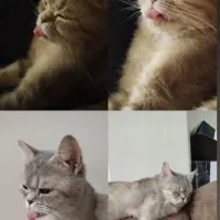 گربه نژادار