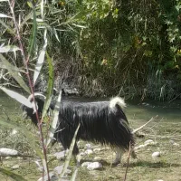 چپوش گره کاوه