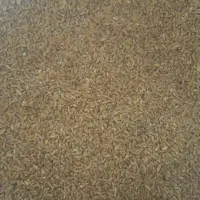 گندم یوواروس بوجاری شده|خدمات باغبانی و درختکاری|اهواز, الهائی|دیوار