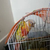 طوطی گرینچیک|پرنده|قم, بکایی|دیوار