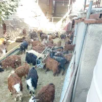 سلام گوسفند فروشی|حیوانات مزرعه|مرودشت, نقش رستم|دیوار