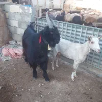 یه راس چپش روزگاری برای عشقبازان تخفیف پای معامله|حیوانات مزرعه|نجف‌آباد, گلدشت|دیوار