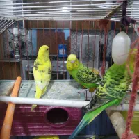 مرغ عشق|پرنده|ملارد, |دیوار