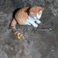 توله گربه اپارتمانی نژاد میکس واکسن اولیه زده شده|گربه|چالوس, |دیوار