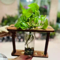 گل و گیاه آپارتمانی تخصص ماست