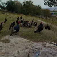 فروش بوقلمون