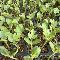 هندوانه میکادو