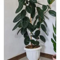 گل طبیعی فیکوس