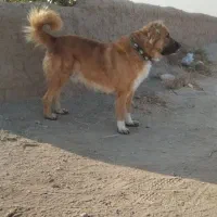 سگ گله گی|سگ|ششطراز, |دیوار