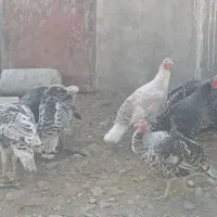 بوقلمون محلی|حیوانات مزرعه|بروجرد, |دیوار