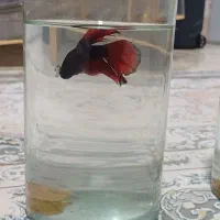 ماهی هافمون و اکواریوم