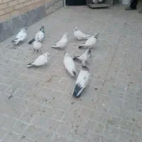 کفتر پرشی|پرنده|تهران, اقدسیه|دیوار