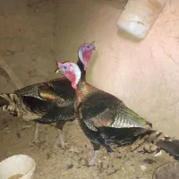 درجه یک هستن حدود دو سال هستن