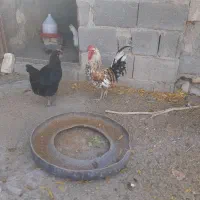 فروش دوعدد خروس گلین خالص