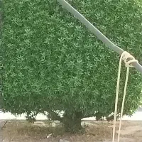 برش درخت با خرید چوب