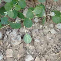 گیاه برای بچه داری و تعیین جنسیت