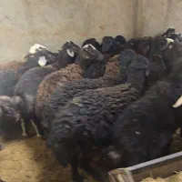 ۲۰ راس بره نر افشاری چاق جفتی ۱۱۰ الی ۱۱۵ کیلو