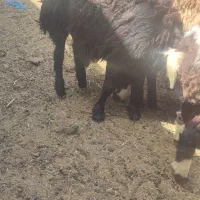 بره قره قزل قزل افشار داشتی نروماده گوسفند 30 تا40