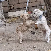 حیوان خانگی