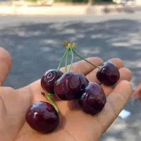 حراج حراج گیلاس درج ۱ هلو زعفرونی