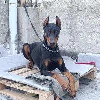 دوبرمن مخصوص گارد و نگهبانی