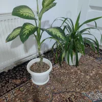 گل طبیعی آپارتمانی|گل و گیاه طبیعی|گلبهار, شهر جدید گلبهار|دیوار