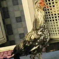 خروس جوجه|حیوانات مزرعه|قم, نوقطار|دیوار