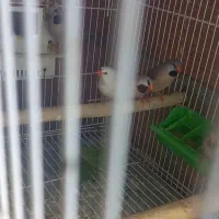 فنچ کرواتی مولد|پرنده|آزادشهر, |دیوار