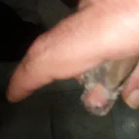 سهره|پرنده|تهران, خاوران|دیوار