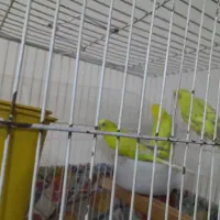 مرغ عشق خال دار