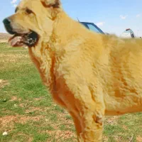سگ پژدر