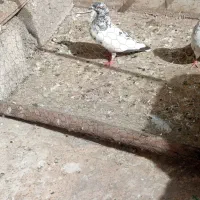 کبوتر|پرنده|مسجد سلیمان, |دیوار