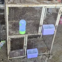 قفس کبوتر