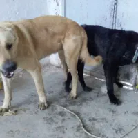 سگ گم شده|حیوانات|باغستان, |دیوار