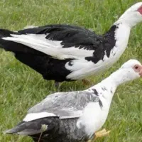 اردک وغاز محلی ارکانیک