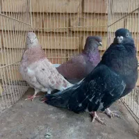 کفتر سرور و رنگی|پرنده|شاهرود, |دیوار