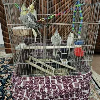 عروس هلندی|پرنده|اراک, |دیوار