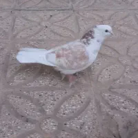 کبوتر نر