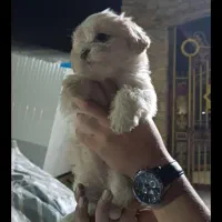 سه توله|سگ|کرمانشاه, |دیوار