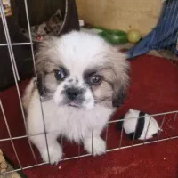 سگ تیبتی استامیل