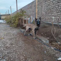 سگ مالینویز|سگ|ساوه, |دیوار